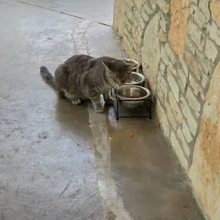 A cat lives next to Salt Lick Cellars!