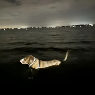 Dog on beach in water