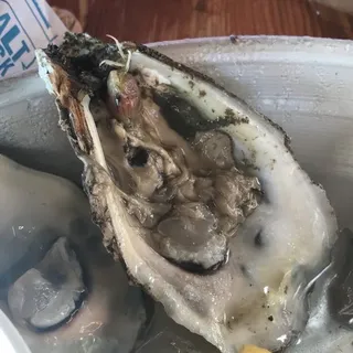 Oysters