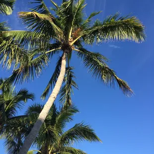 Palms over the patio.