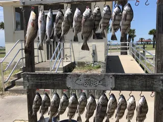 Pirates of the Bay Charters