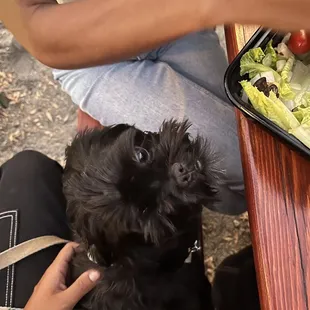 a dog being fed a salad