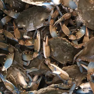a basket full of crabs