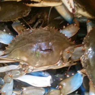 The crabs I got here are big and strong! So heavy n even these smalls, and the staff were pretty nice.