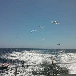Got our limit.  Heading home with full seagull escort.