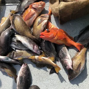 Assortment of our catch. All rock fish