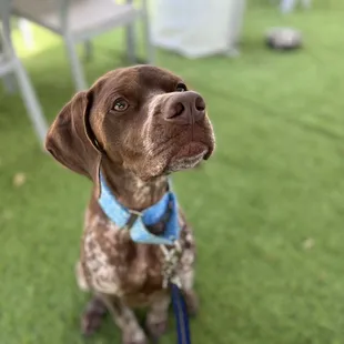a brown and white dog with a blue collar