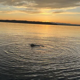 Golden Retriever swimming in circles