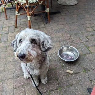 a small white dog sitting on a brick patio