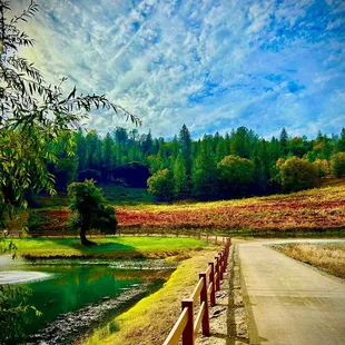 The Vineyard in Fall