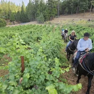 Almost crush time at Saluti Cellars!