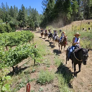 Vineyard rides on horseback.