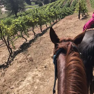 Trail rides through the Vineyards at Saluti Cellars!