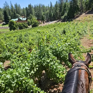 Riding thru the vineyards