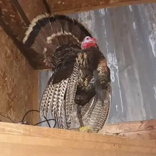 Yes, they have Turkey