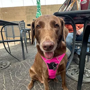Outdoor seating for the pup and she enjoyed the vibe.