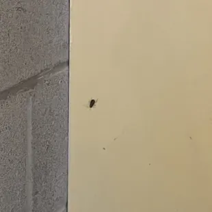 Roach on the wall