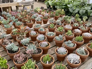 A Proper Garden