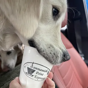 Pup cups - highlights before Disneydoggieland.