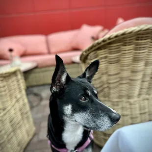 excellent dog friendly patio