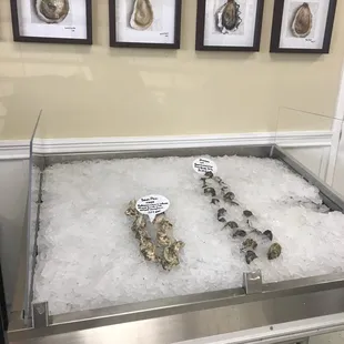 a display of oysters on ice