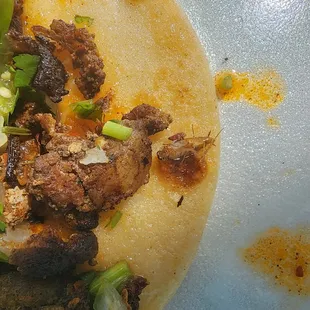 Look closely and you can see the bug on my taco.