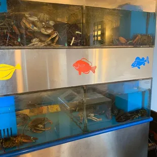 Seafood tank