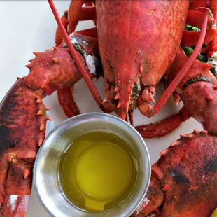 Fresh Maine Lobster