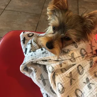 a small dog on a towel