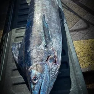 147 pound Blue Marlin!!