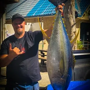 Yellow Fin Big Belly