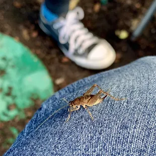 Good Luck!! Male cricket visits the first week of new year