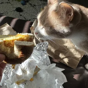 Everything Bagel w/ Cheese