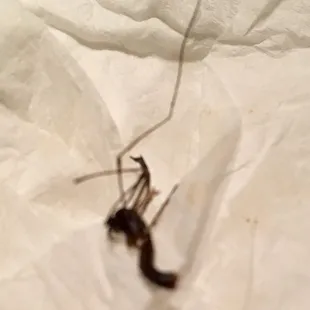 Dead bug