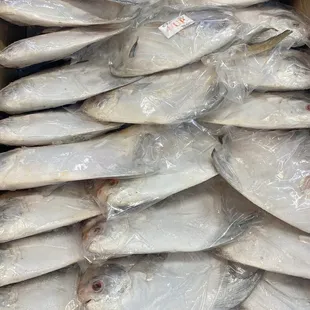 Fresh white pompano