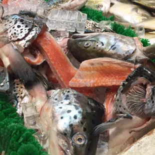 Fresh Salmon Heads