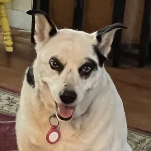 Posey after eating ribs and brisket!