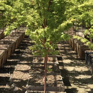 Coral Bark Japanese maples are looking beautiful.