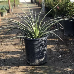 a potted aloe vera plant