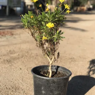 a small yellow flower in a black pot