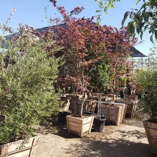Trees