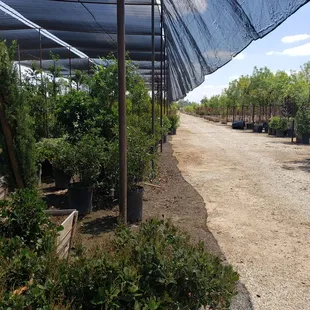 Tree Inventory