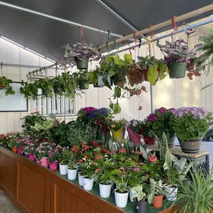 Lots of plants with great pricing