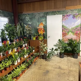 plant selection