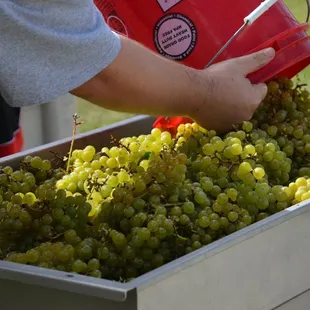 2018 Harvest - Blanc Du Bois from one of our vineyards!