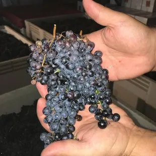 2018 Black Spanish Harvest from one our vineyards!
