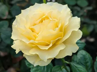 University Park World Peace Rose Garden