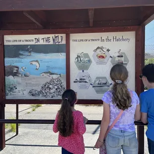 Information on life of a trout