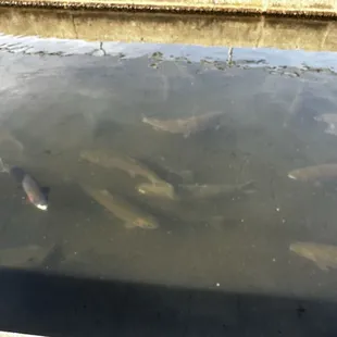 Loads of trout being raised