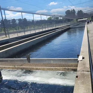 Where they keep the trout